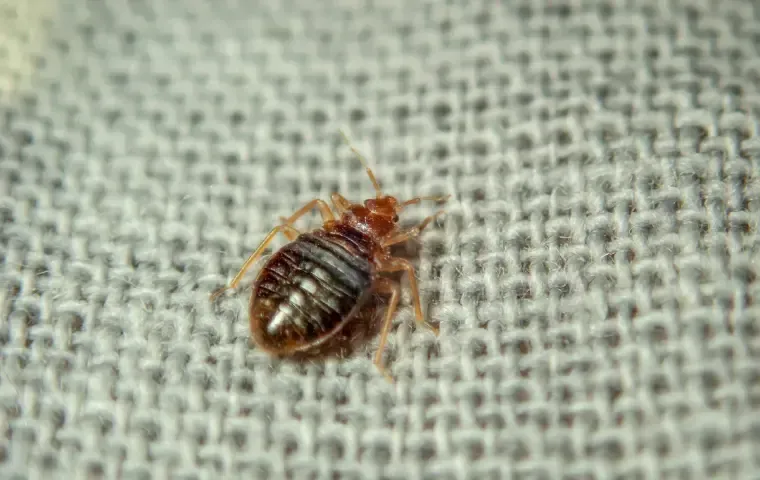 Can Bed Bugs Bite Through Clothes?