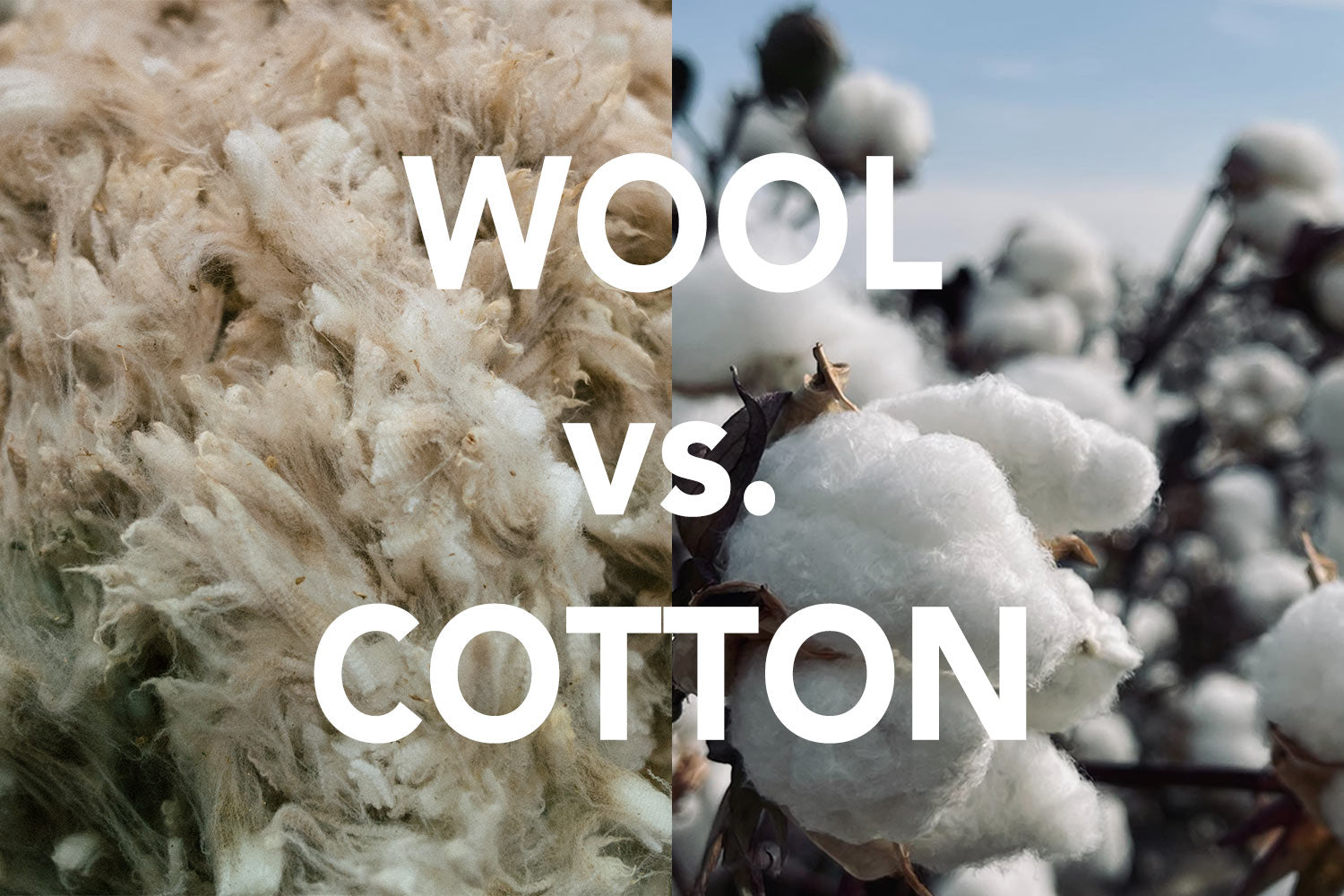 Cotton Vs Wool