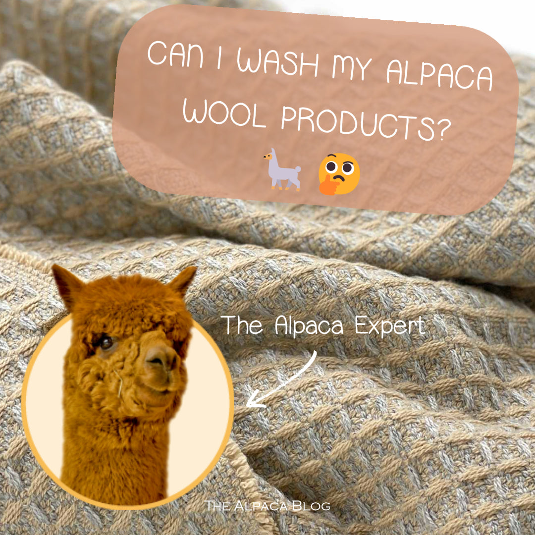 How to Wash Alpaca Blanket