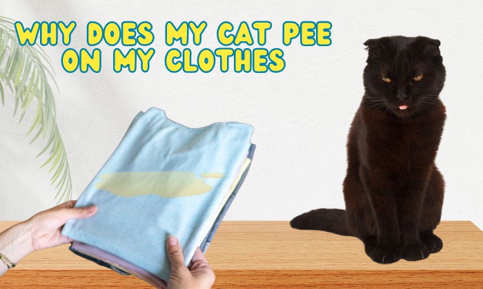 Why Does My Cat Pee on My Clothes?