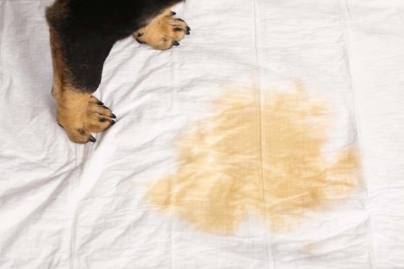 How to Get Dog Pee Smell Out of Clothes