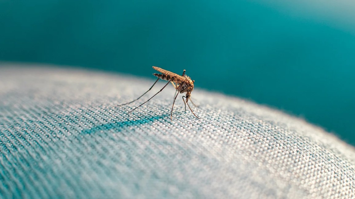 Can Mosquitoes Bite Through Jeans