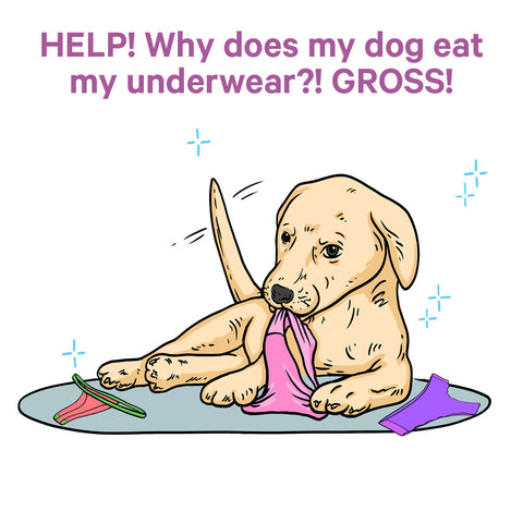 Why Do Dogs Eat Underwear