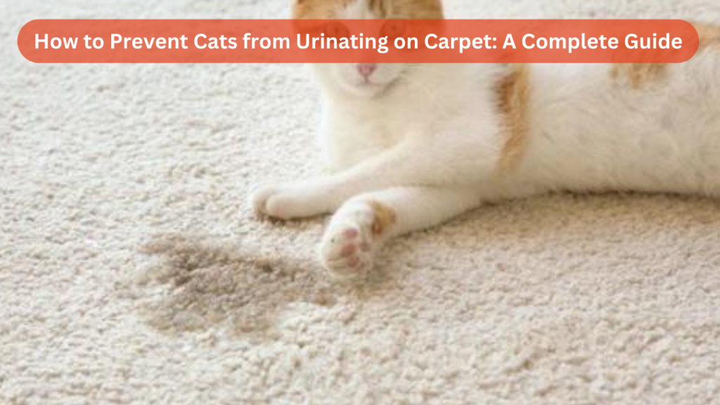 How to Prevent Cats from Urinating on Carpet